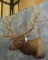 ELK SH MT TAXIDERMY