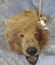 ALASKAN BROWN BEAR HEAD MT TAXIDERMY