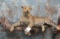 LIFESIZE RESTING LEOPARD ON BRANCH WALL MT (TX RES)