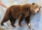 LIFESIZE GRIZZLY BEAR TAXIDERMY