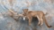 LIFESIZE MOUNTAIN LION TAXIDERMY