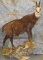 LIFESIZE CHAMOIS TAXIDERMY