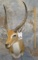 KAFUE LECHWE SH MT