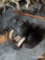 HIPPO SH MT -REAL SKIN -REPRO TEETH  TAXIDERMY