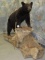 FULL BODY BLACK BEAR TAXIDERMY