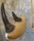 REPRODUCTION RHINO HORNS DISPLAY
