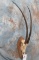SCIMITAR HORNED ORYX SKULL TAXIDERMY (TX RES)