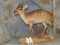 RARE LIFESIZE SUNI TAXIDERMY