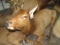 LIFESIZE FEMALE ELK TAXIDERMY
