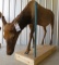 LIFESIZE FEMALE ELK TAXIDERMY