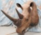 REPRODUCTION RHINO SH MT TAXIDERMY
