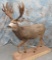 LIFESIZE MULE DEER W/REPRO XL RACK TAXIDERMY