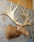 XXXL ELK SH MT TAXIDERMY