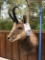 BEAUTIFUL CHAMOIS SH MT TAXIDERMY