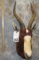 BLESBOK SH MT TAXIDERMY
