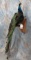 LIFESIZE INDI BLUE PEACOCK ON PERCH  TAXIDERMY