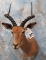IMPALA SH MT TAXIDERMY
