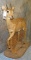 FULL BODY ORBI TAXIDERMY