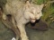LIFESIZE CANADIAN LYNX TAXIDERMY