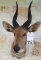 CHOBE BUSHBUCK SH MT  TAXIDERMY