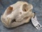 LION SKULL TAXIDERMY (TX RES)