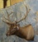 ELK SH MT TAXIDERMY