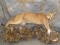 FB MTN LION TAXIDERMY