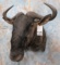 BLUE WILDEBEEST SH MT  TAXIDERMY