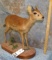 LIFESIZE SUNI TAXIDERMY