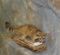 LIFESIZE RINGTAIL CAT TAXIDERMY
