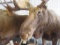 LIFESIZE MOOSE TAXIDERMY
