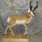 LIFESIZE PRONGHORN TAXIDERMY