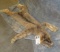 LYNX HIDE TAXIDERMY