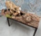 LIFESIZE COYOTE W/BABY FAWN ON BASE  TAXIDERMY