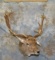 CHOCOLATE FALLOW SH MT TAXIDERMY
