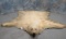 BEAUTIFUL POLAR BEAR RUG TAXIDERMY (US RES)