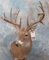 LARGE WHITETALE SH MT
