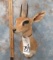 STEINBOK SH MT  TAXIDERMY