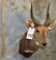 BUSHBUCK SH MT TAXIDERMY