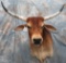 LONGHORN SH MT TAXIDERMY