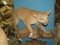 LIFESIZE MOUNTAIN LION TAXIDERMY