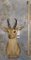 REEDBUCK SH MT TAXIDERMY