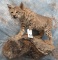 LIFESIZE BOBCAT TAXIDERMY