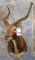 BLK LECHWE SH MT TAXIDERMY