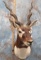 BLACKBUCK SH MT TAXIDERMY