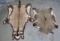 KUDU, GEMSBOK & NILGAI HIDES (3x$) TAXIDERMY