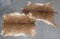 2 AXIS HIDES (2X$) TAXIDERMY