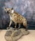 BIG LIFESIZE HYENA  TAXIDERMY