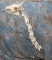 VERY COOL ARTICULATED GIRAFFE SKULL & NECK  TAXIDERMY