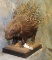 LIFESIZE AFRICAN PORCUPPINE TAXIDERMY